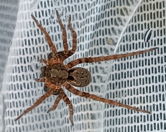 Alopecosa albofasciata
