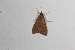 Udea ferrugalis