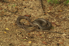 Salvadora lemniscata