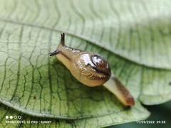 Helicarion perfragilis