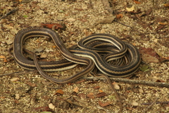 Salvadora lemniscata