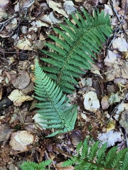 Polystichum aculeatum