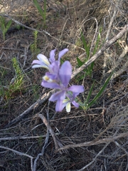 Babiana patula