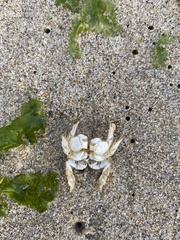 Emerita analoga