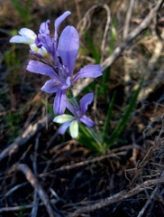 Babiana patula