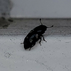 Glischrochilus quadrisignatus