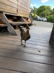 Gallus gallus domesticus