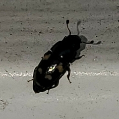 Glischrochilus quadrisignatus