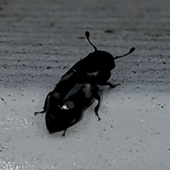 Glischrochilus quadrisignatus