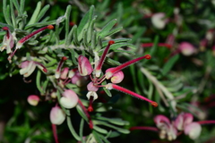 Grevillea lanigera