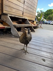 Gallus gallus domesticus