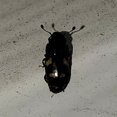 Glischrochilus quadrisignatus