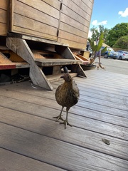 Gallus gallus domesticus