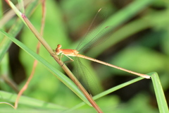 Lestes concinnus