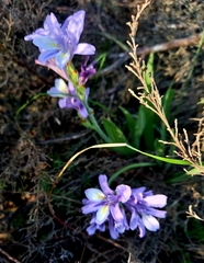 Babiana patula