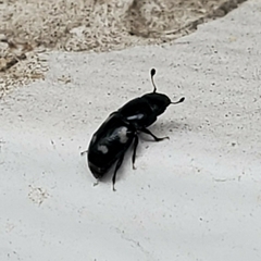 Glischrochilus quadrisignatus