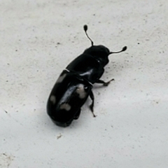 Glischrochilus quadrisignatus