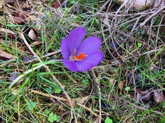 Crocus nudiflorus