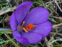 Crocus nudiflorus