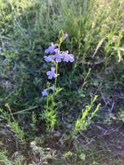 Nuttallanthus canadensis