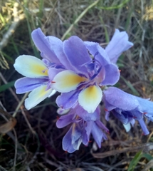 Babiana patula
