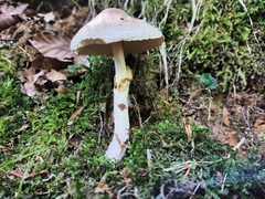 Lepiota clypeolaria