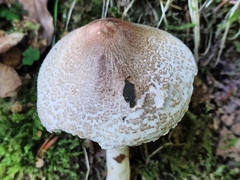 Lepiota clypeolaria