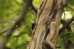 Phidippus bidentatus