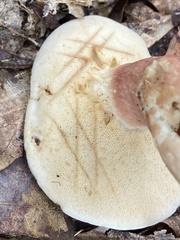 Xanthoconium purpureum