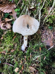 Lepiota clypeolaria