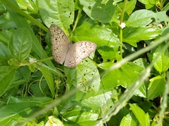 Junonia atlites