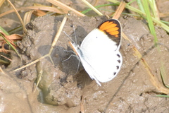 Colotis etrida