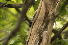 Phidippus bidentatus