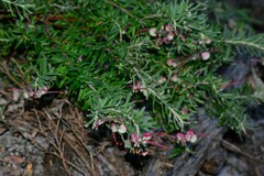 Grevillea lanigera