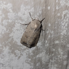 Caradrina montana