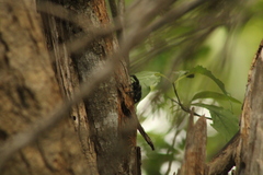 Phidippus bidentatus