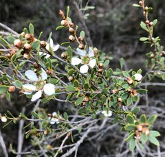 Leptospermum coriaceum