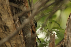 Phidippus bidentatus