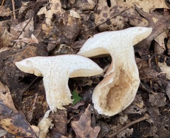 Xanthoconium purpureum