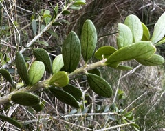 Melicytus