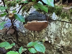Phellinus igniarius