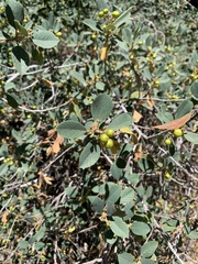 Rhamneae