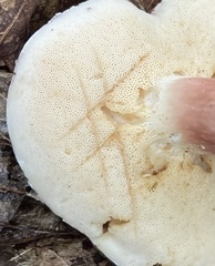 Xanthoconium purpureum