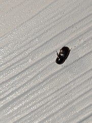 Aphodiinae