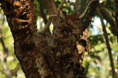 Salvadora lemniscata