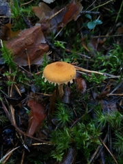 Cystoderma