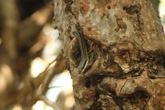 Salvadora lemniscata