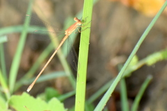 Lestes concinnus