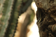 Salvadora lemniscata