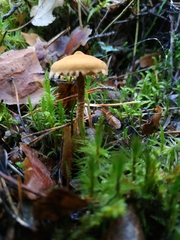 Cystoderma